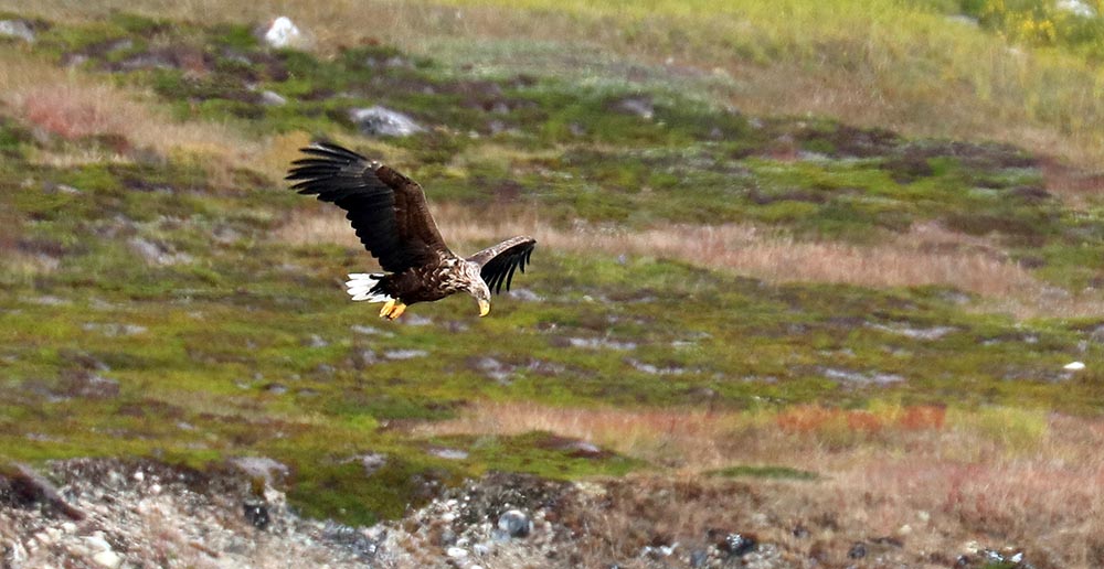 greenland-eagle