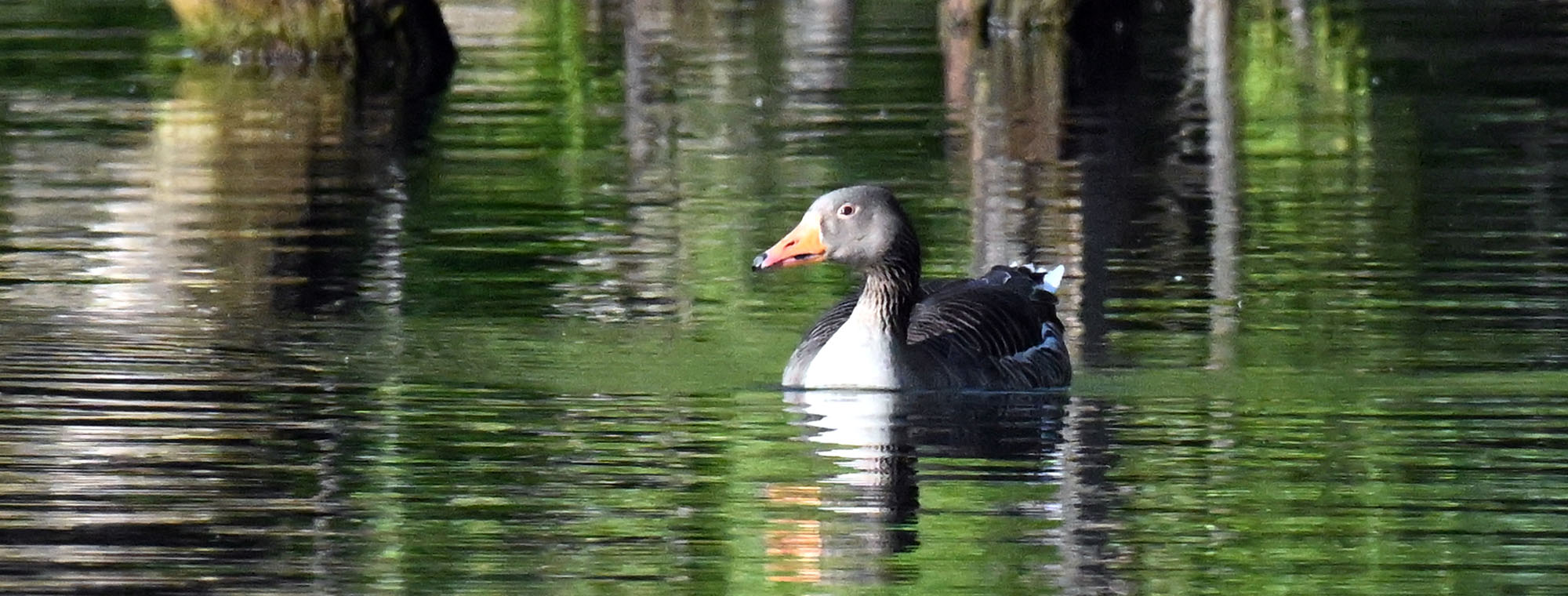 greylag-goose-lyon-