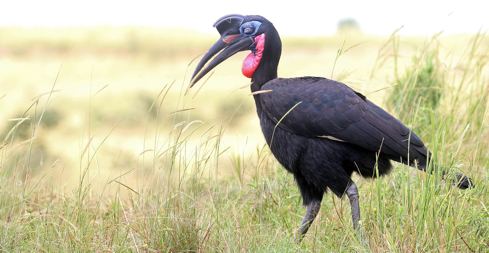 hornbill-ground-murchison-uganda