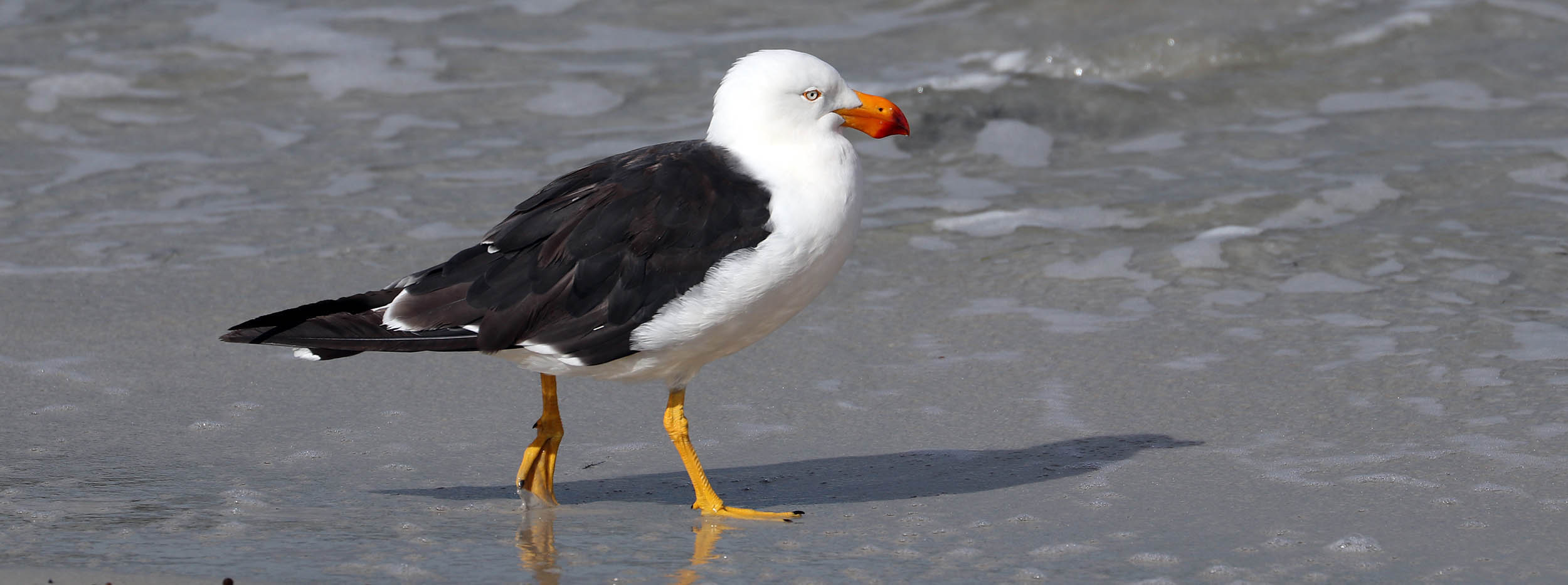 gull-pacific-maria