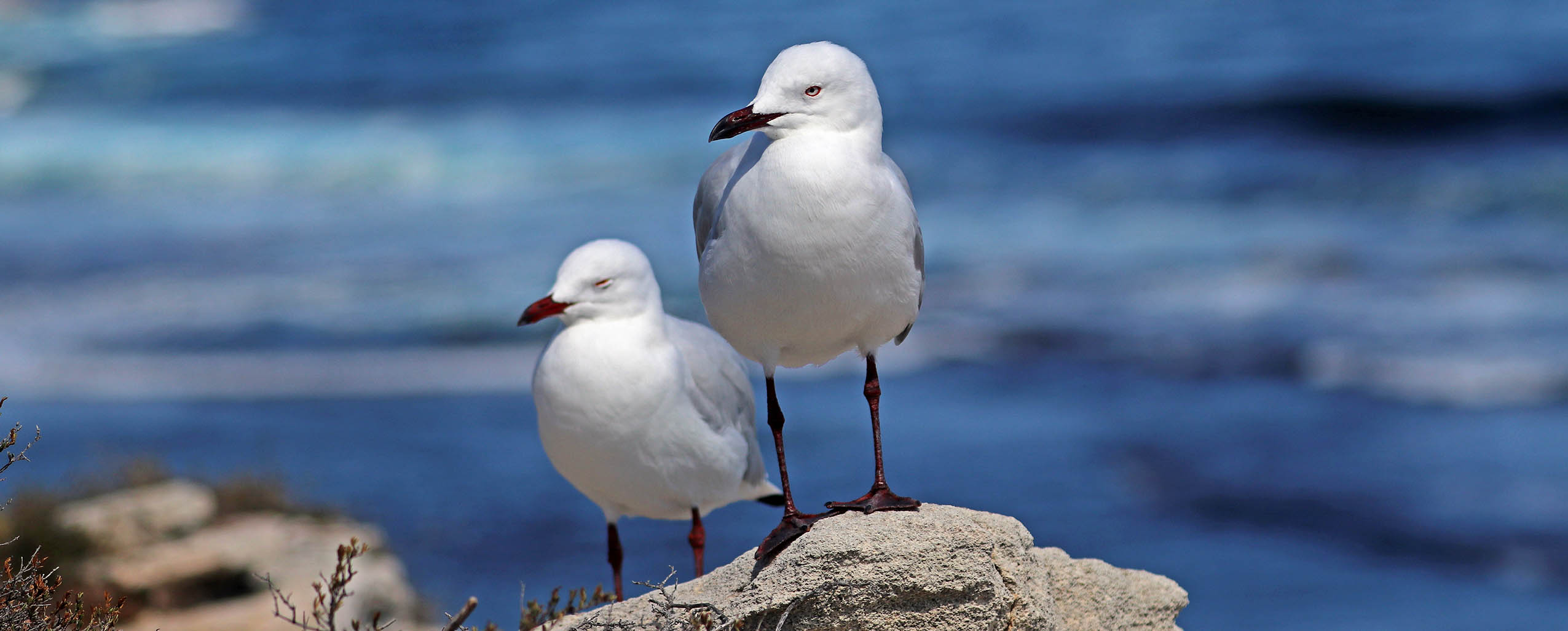 gull-silver-rottnest-