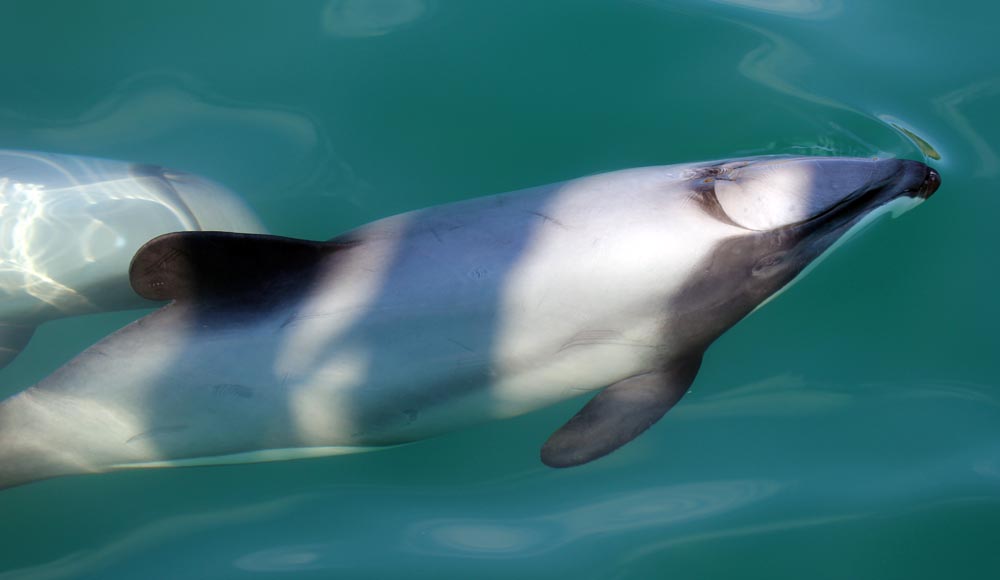 hectorsdolphin