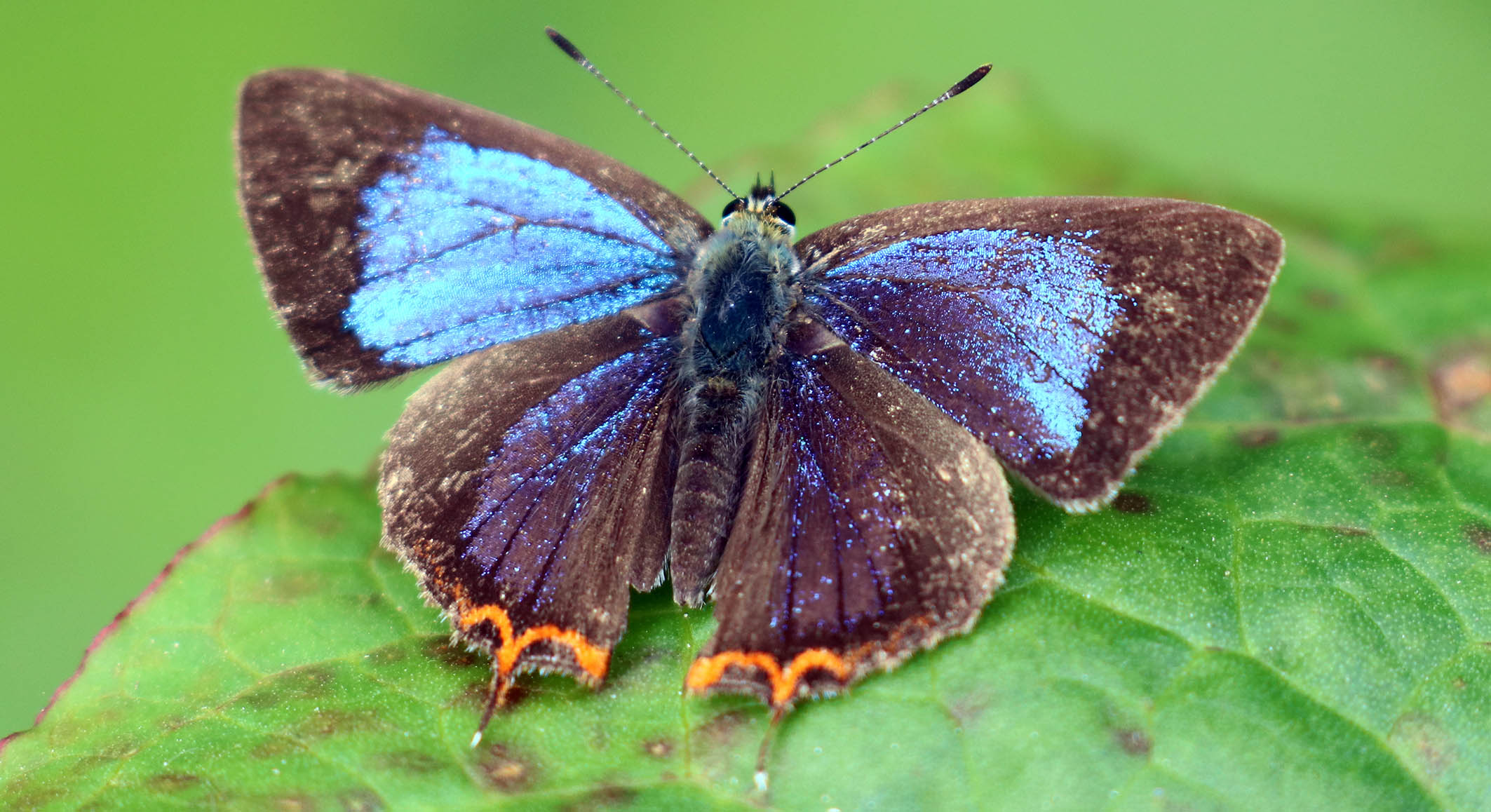 heliophorus-moorei-spahire-azure-bhutan