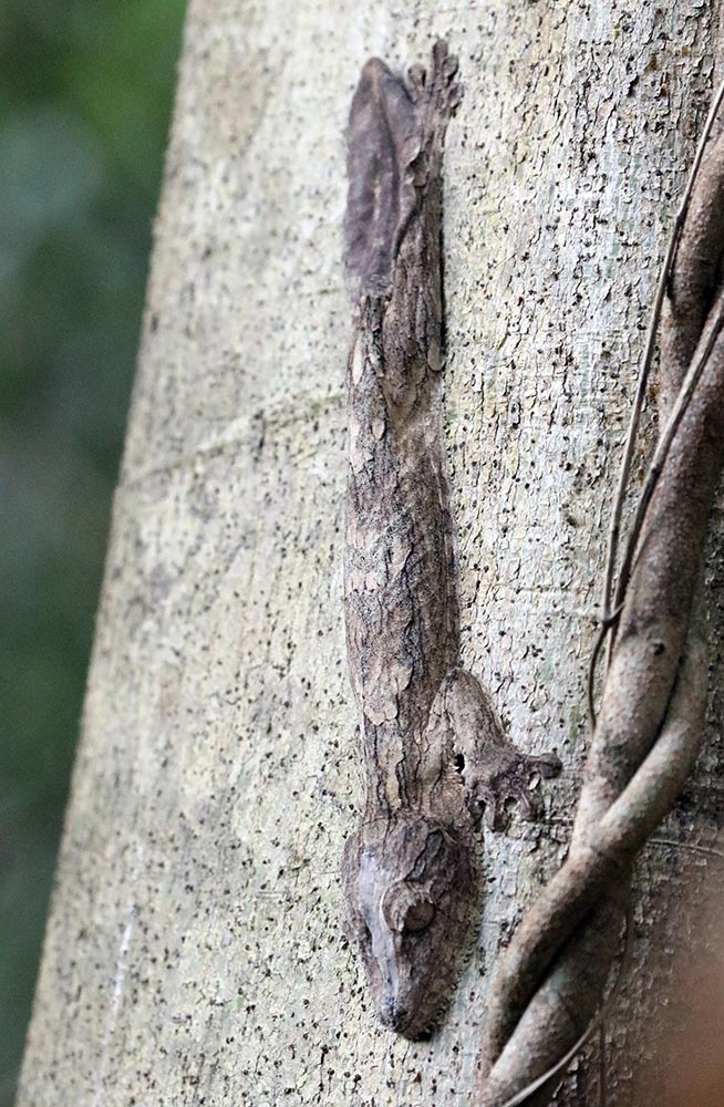 gecko-henkels-leaf-tail