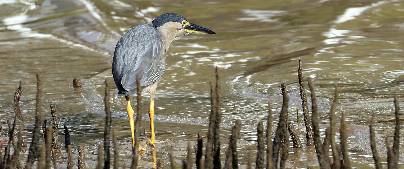 heron-mangrove-sunshine