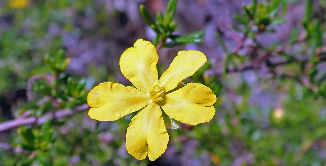 Dillenia flower (image by Damon Ramsey)