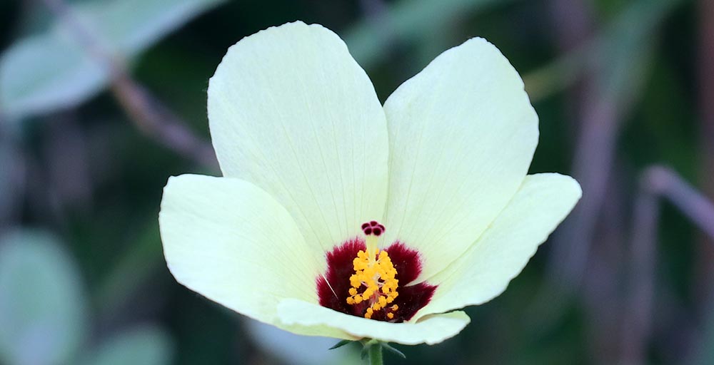 hibiscus-hluhluwe