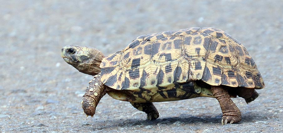 Hluhluwe-tortoise-hinged