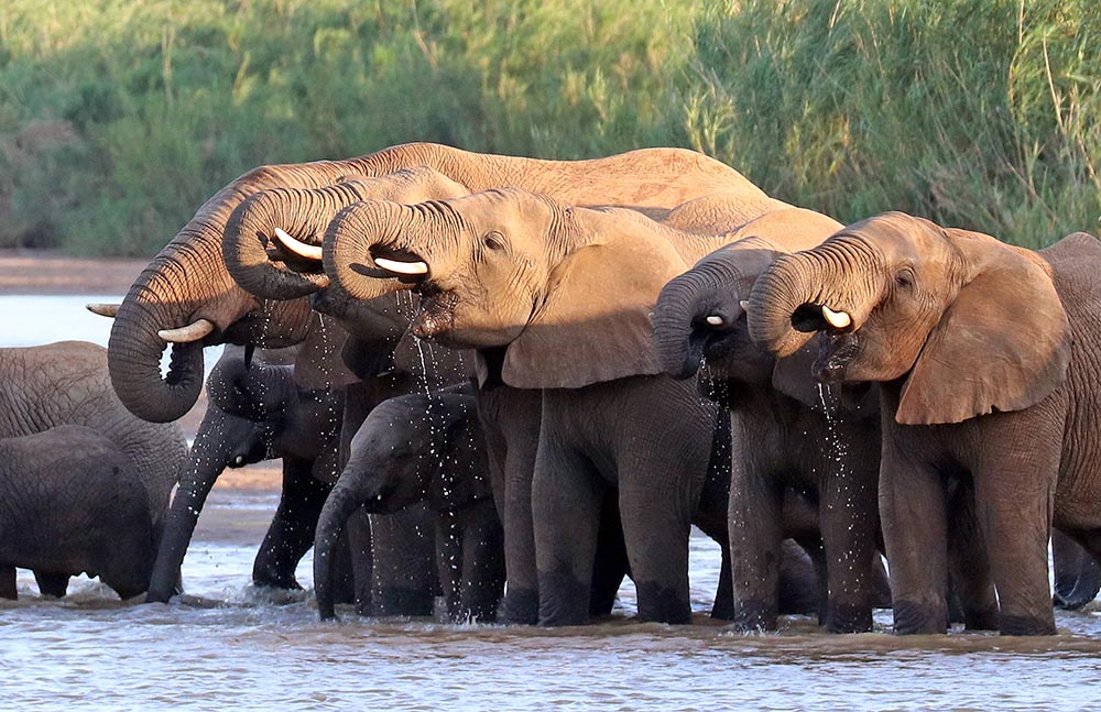 hluhluwe-elephant-drinking