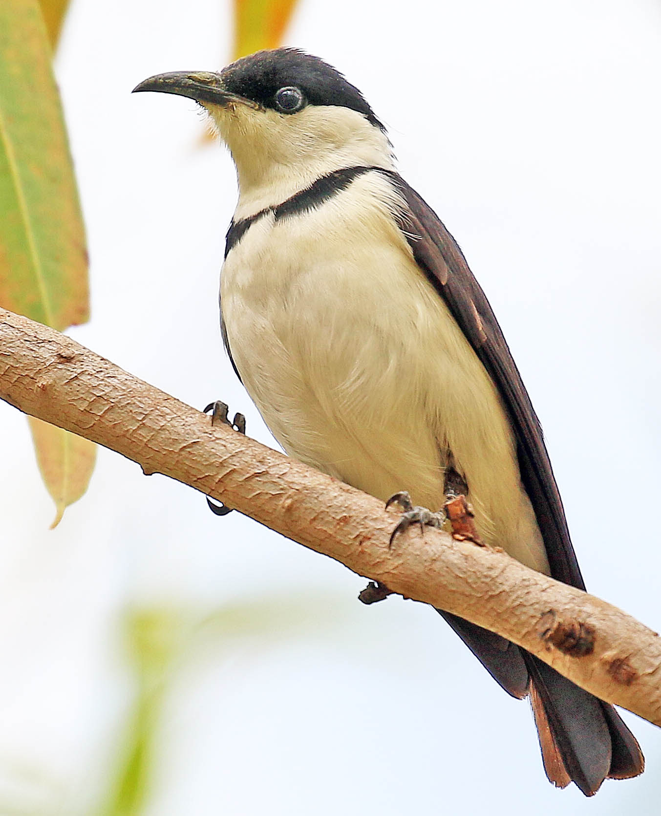 honeyeater-banded-