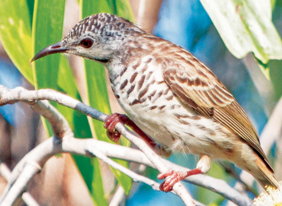 honeyeater-bar-breasted-kimberley