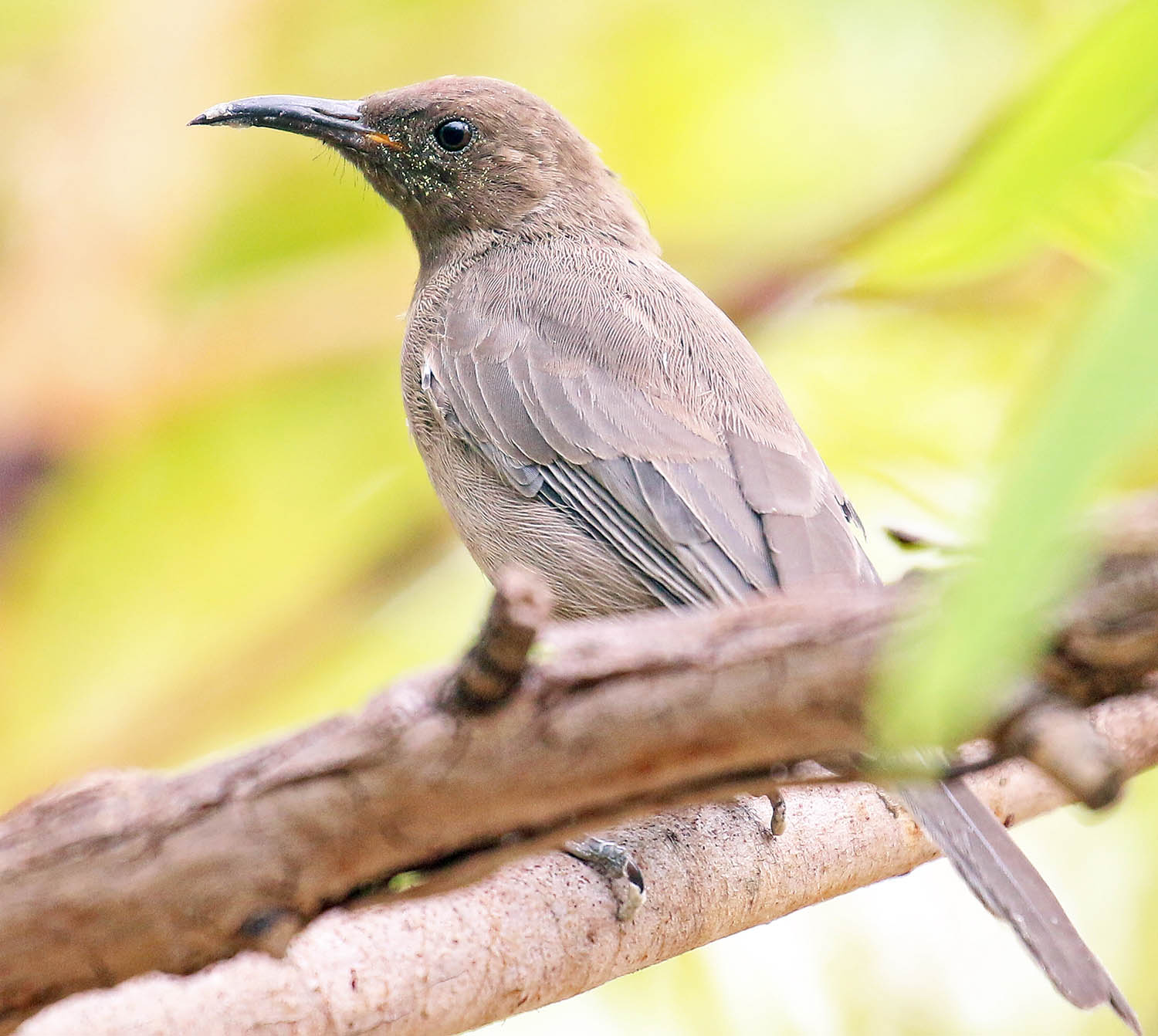 honeyeater-dusky-darwin