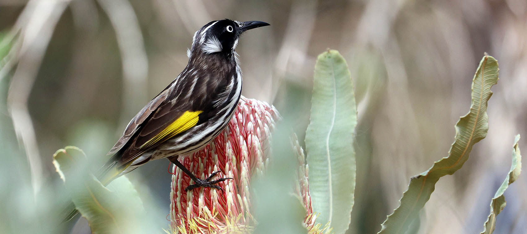 New Holland Honeyeater (image by Damon Ramsey)