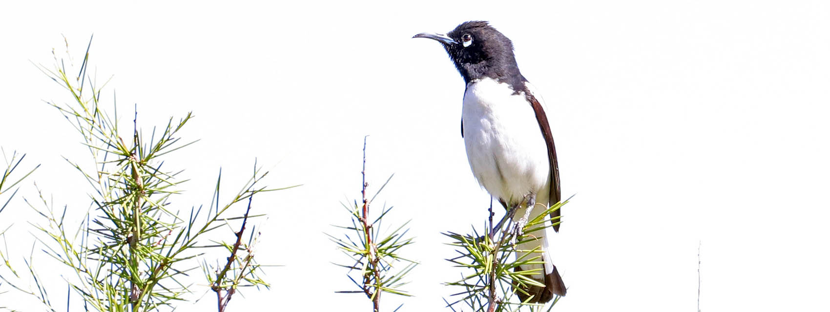 honeyeater-pied-coober-pedy