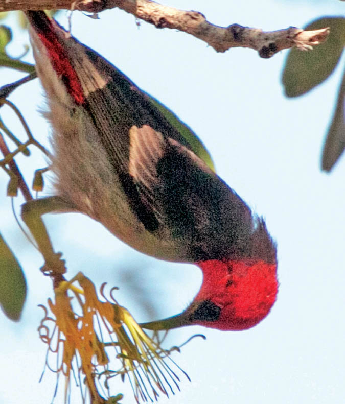 honeyeater-red-headed-wyndham