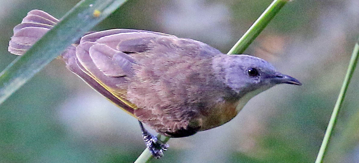 honeyeater-rufous-banded-rapid-creek