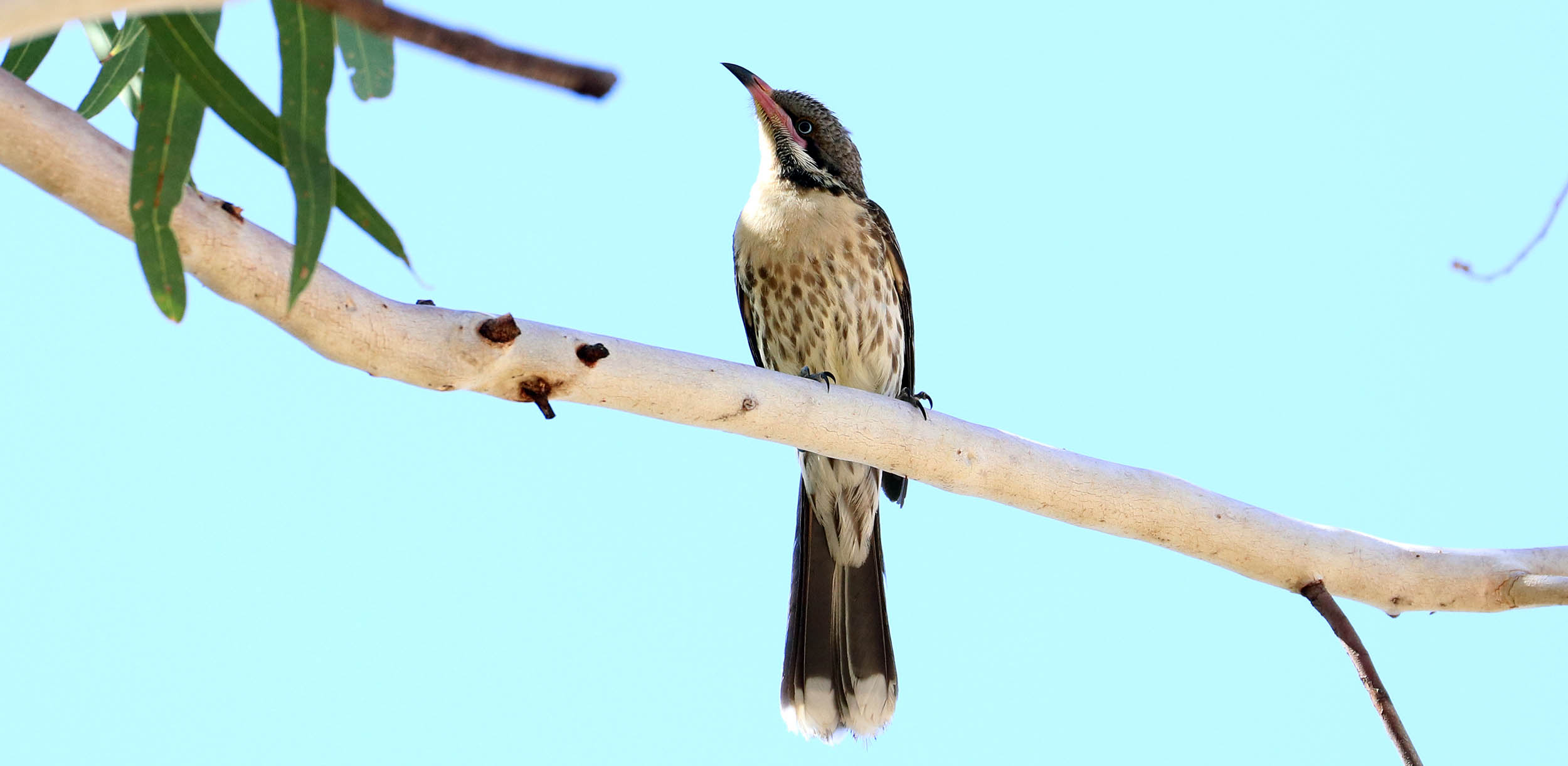 honeyeater-spiny-cheeked-bladensberg