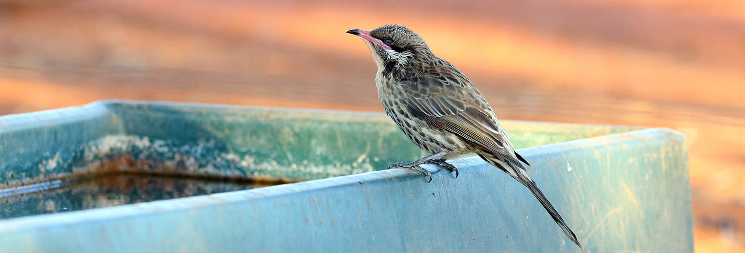 honeyeater-spiny-cheeked-nallan