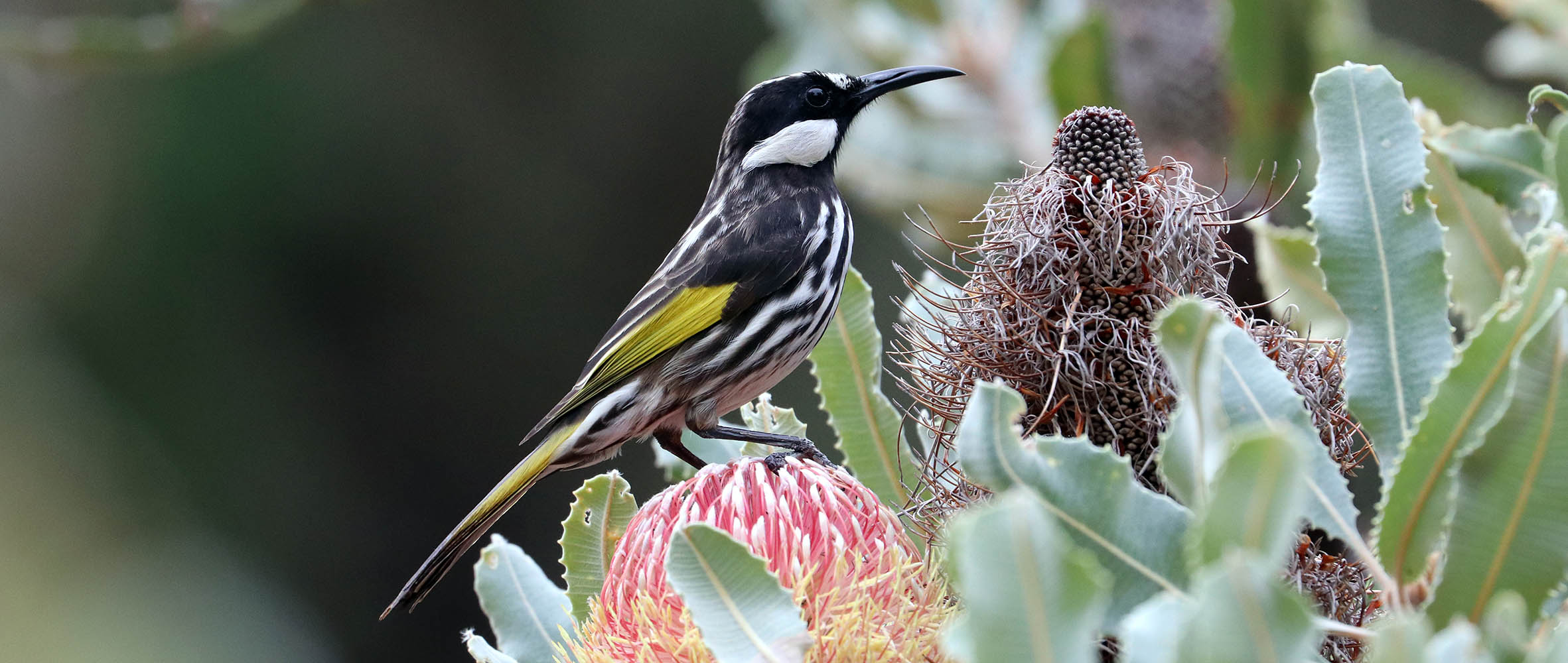 honeyeater-white-cheeked-kings-park