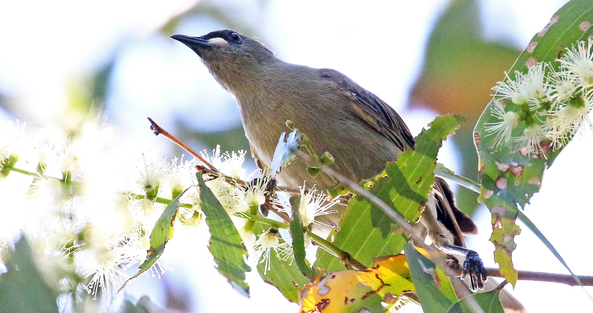 honeyeater-white-gaped-rapid-creek-2