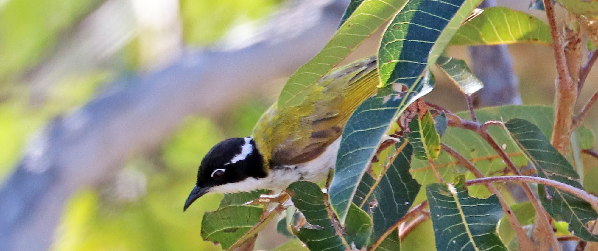 honeyeater-white-throated-freshwater