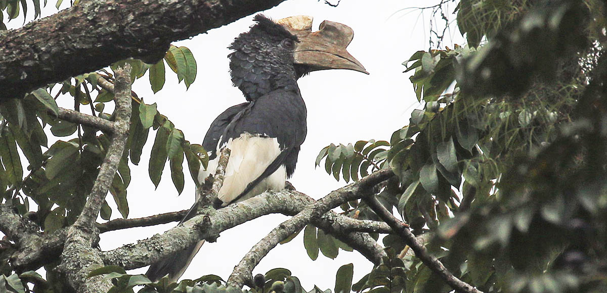 hornbill-black-white-casued-entebbe