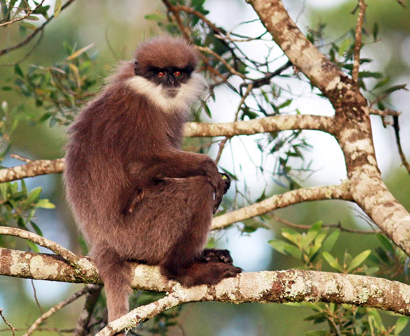 horton-plains-purple-face-monkey