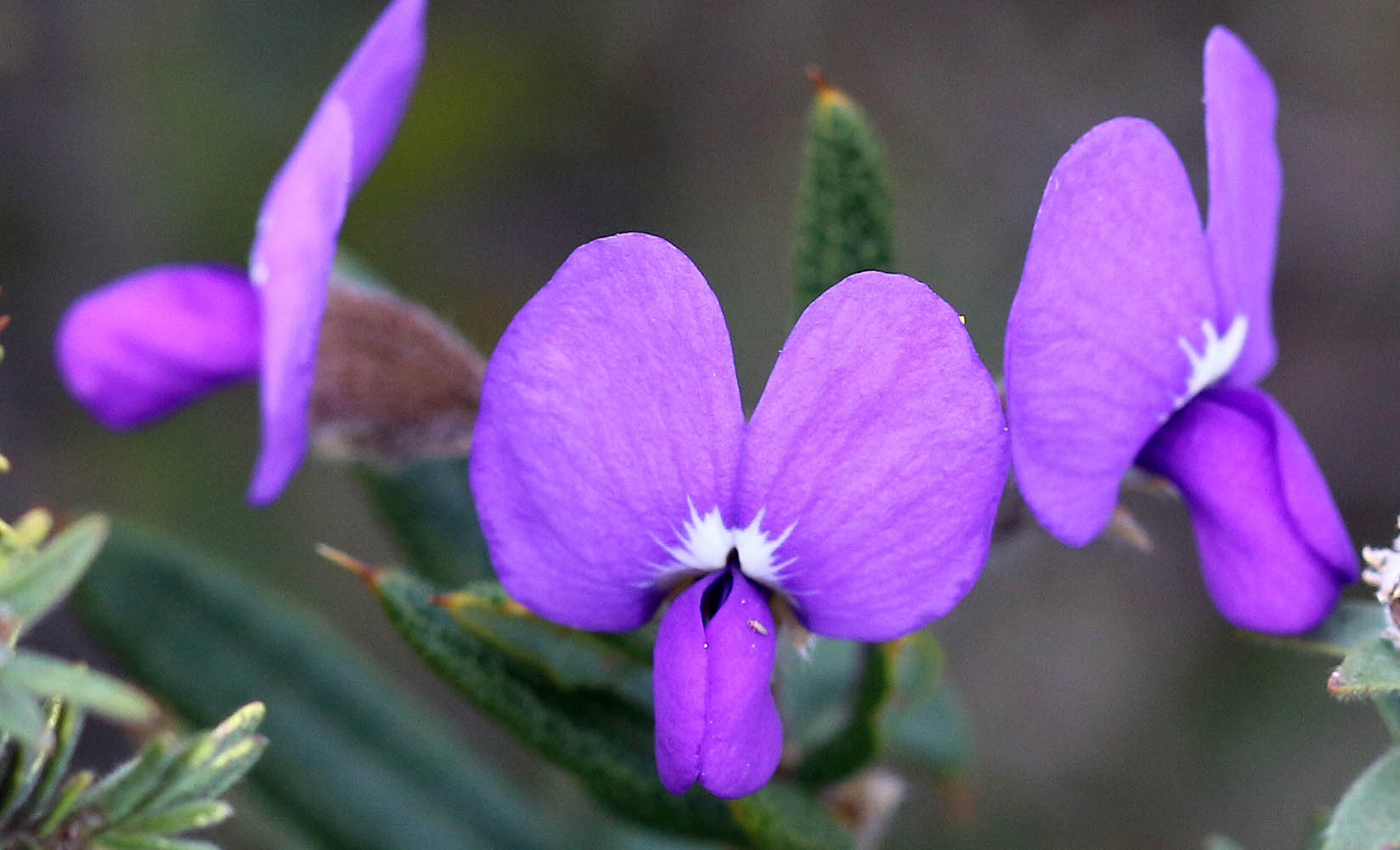 hovea-stricta-lesueur