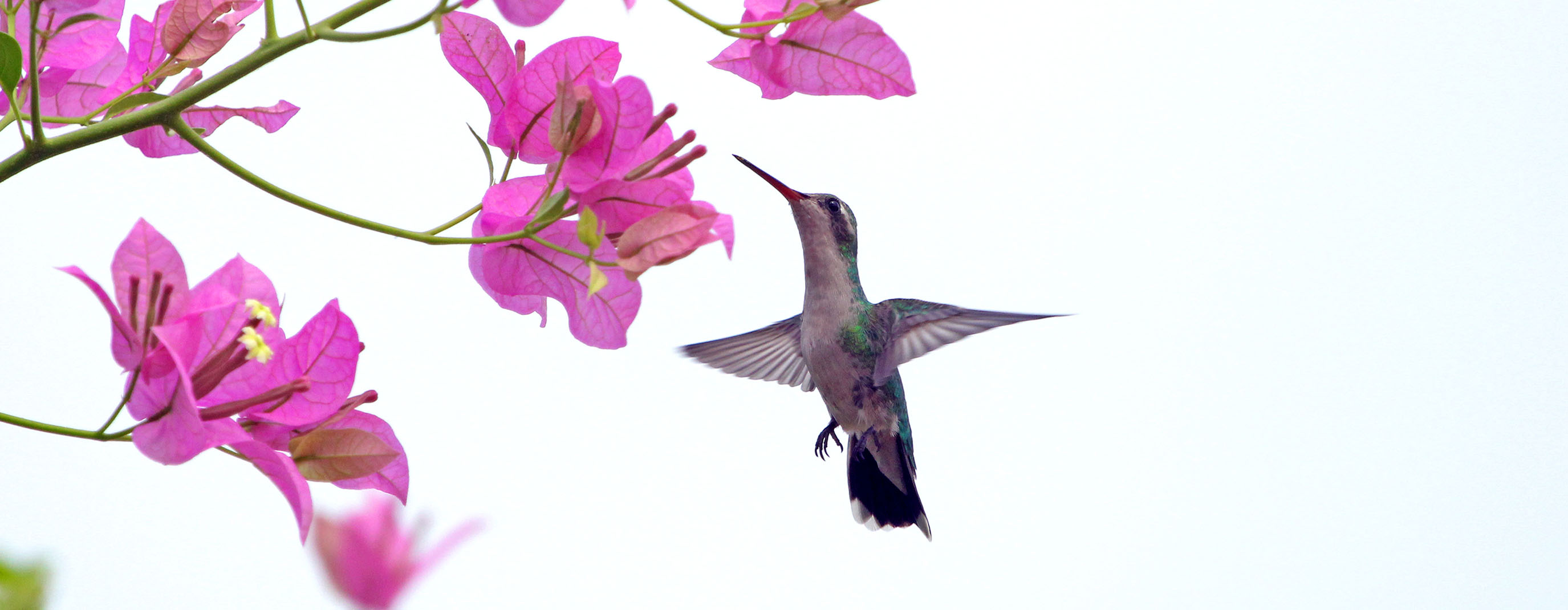 hummingbird-general-pantanal