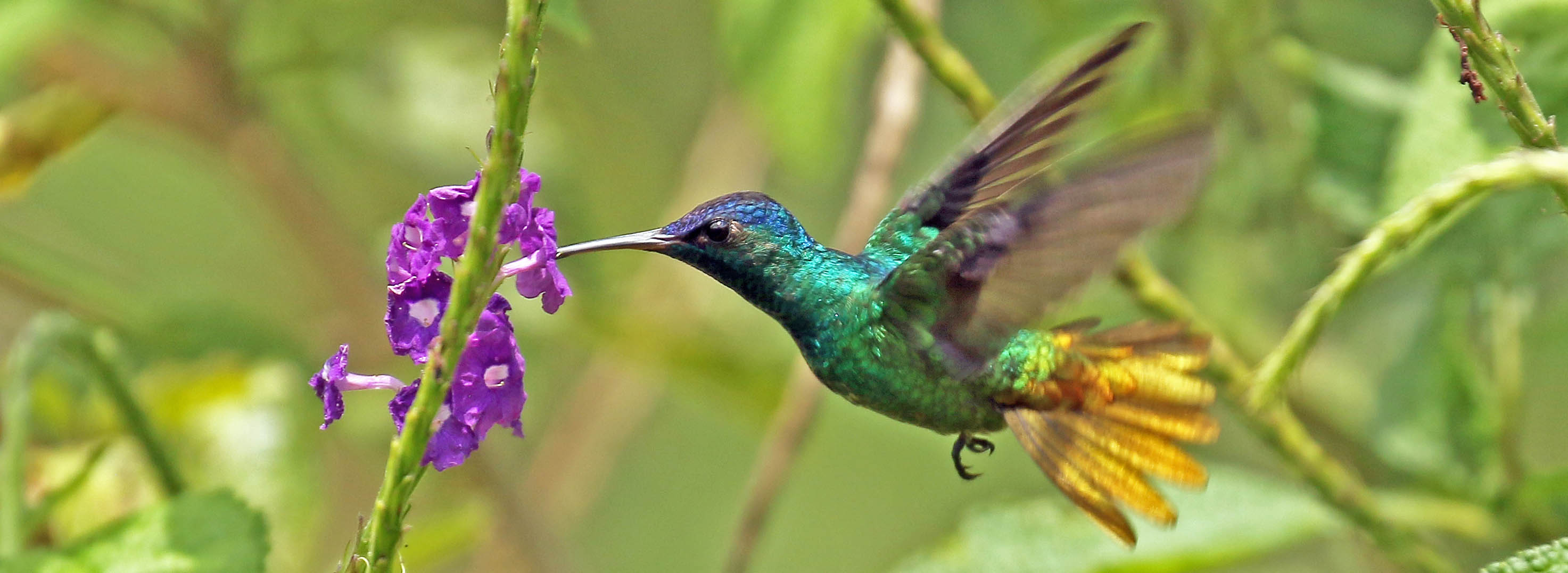 hummingbird-golden-tailed-amazonia-lodge-peru