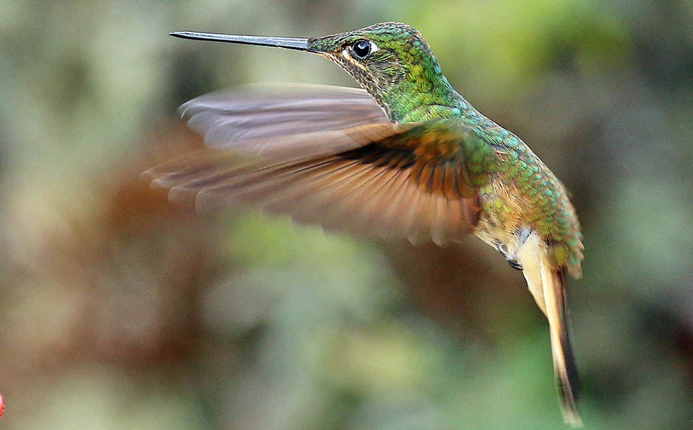 hummingbird-flight-waqecha