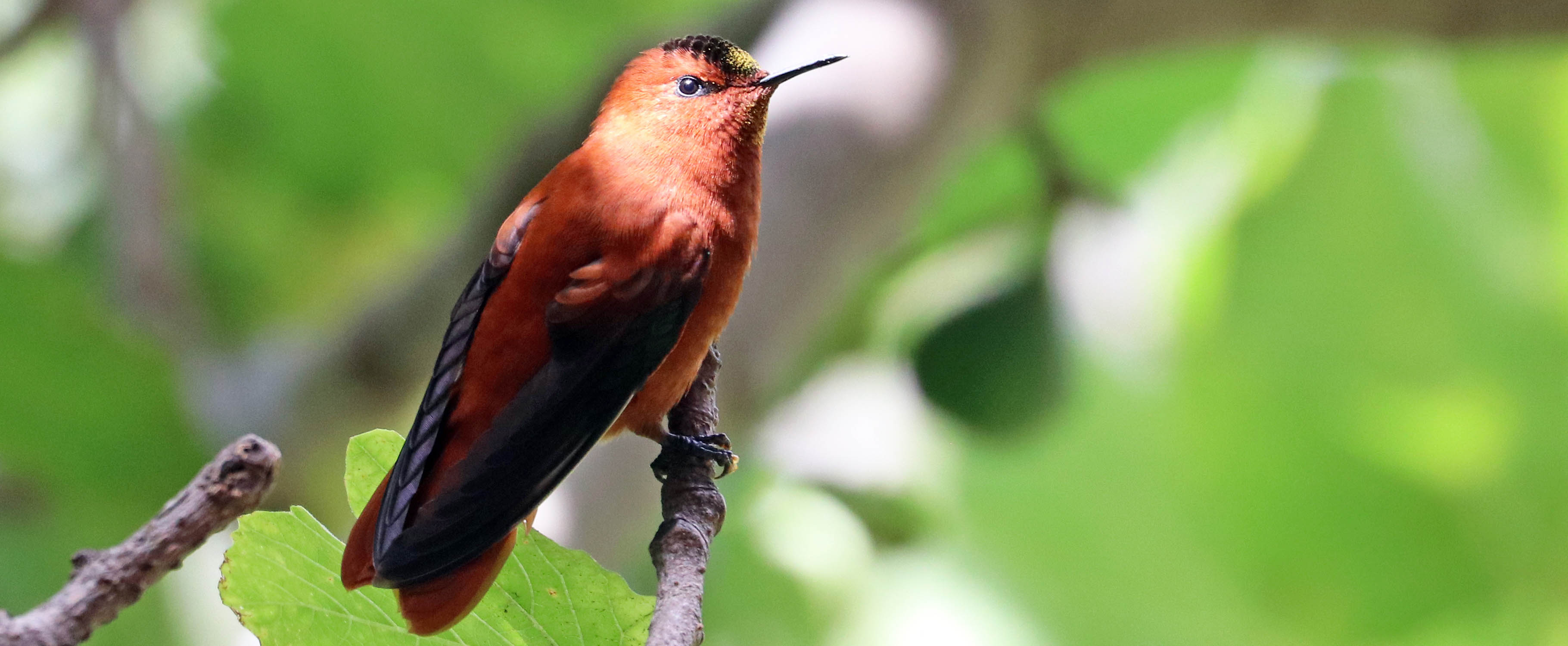 Juan Fernandez Hummingbird photograph by Damon Ramsey