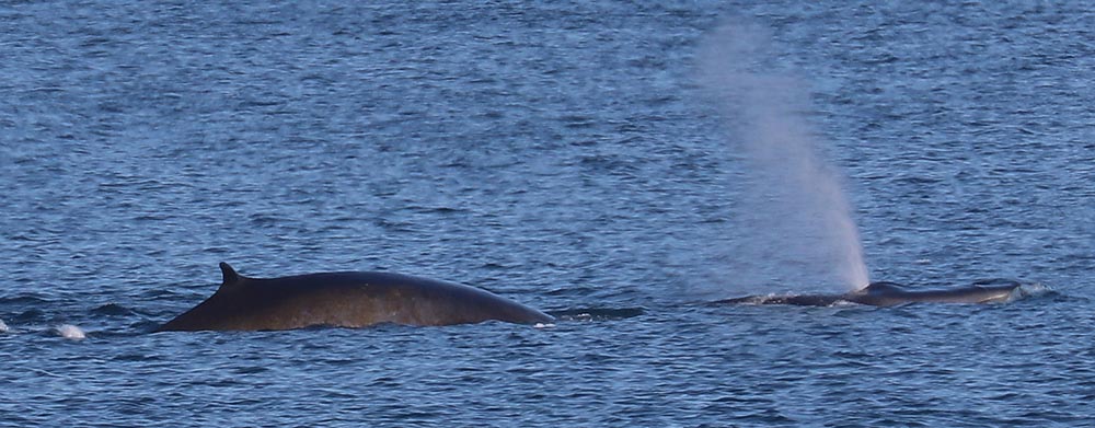 illulisat-fin-whale