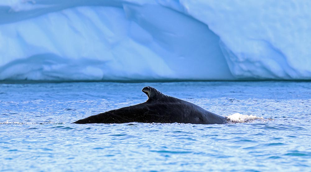 illulissat-humpback-fin