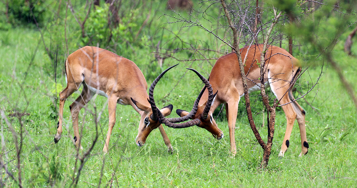 impala-fighting
