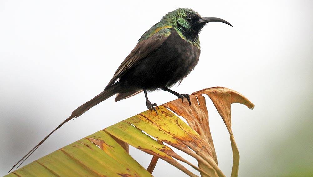 isunga-bronze-sunbird