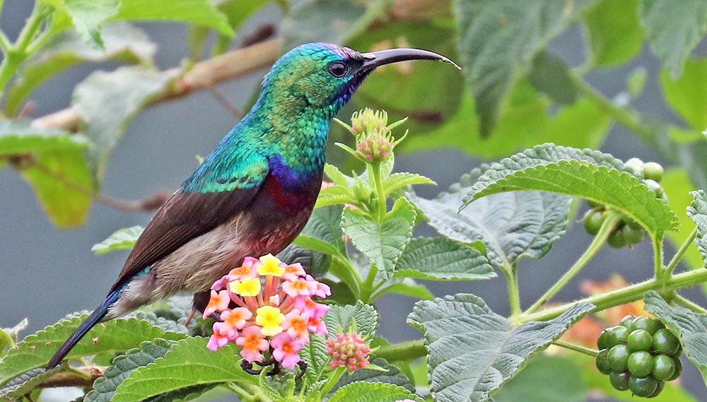 isunga-sunbird-orange-