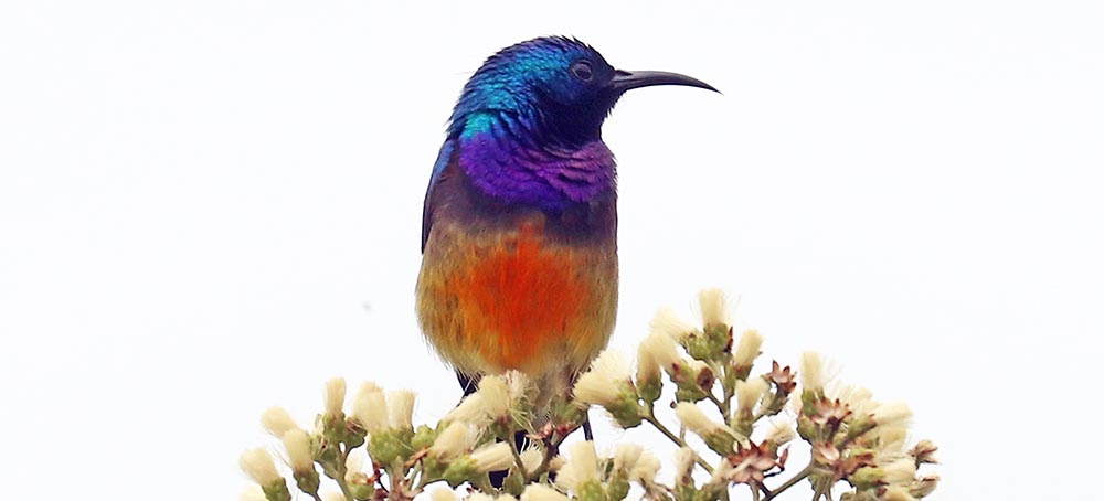 isunga-sunbird-regal-