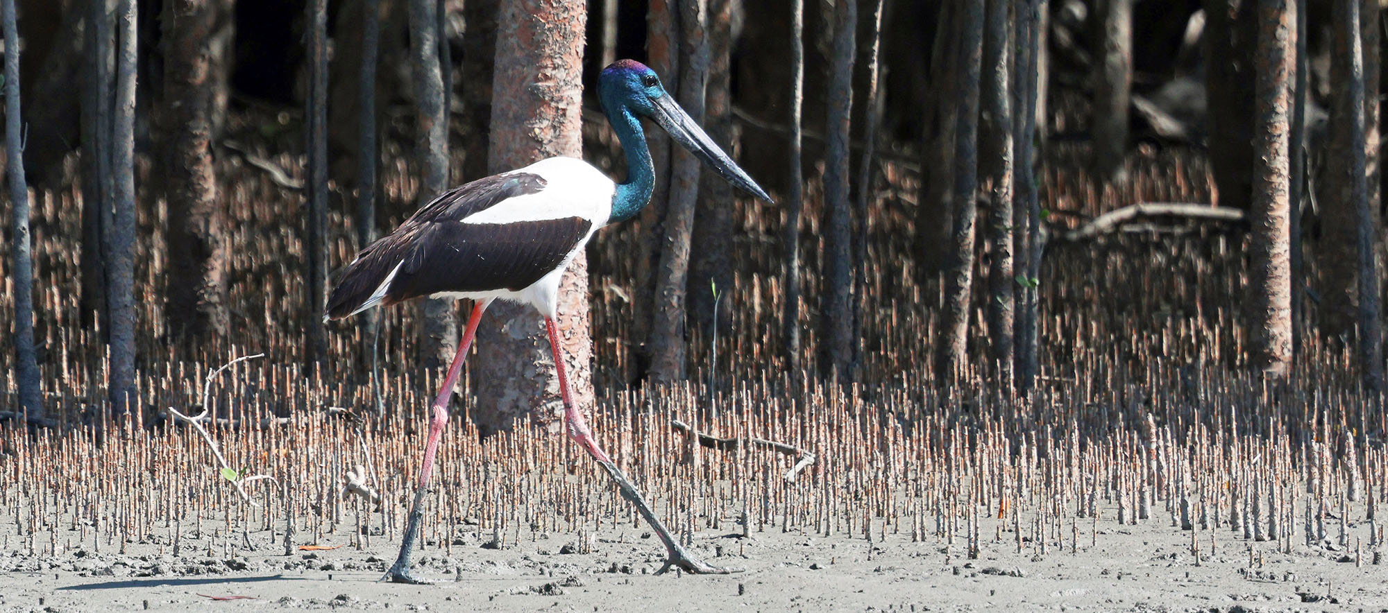 jabiru-hunter-river