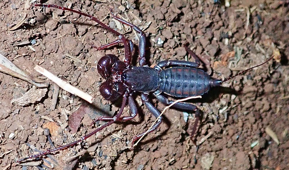 jahoo-whip-scorpion