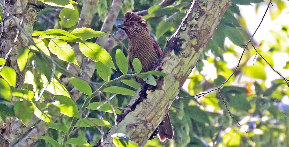 jigme-laughing-thrush-striated