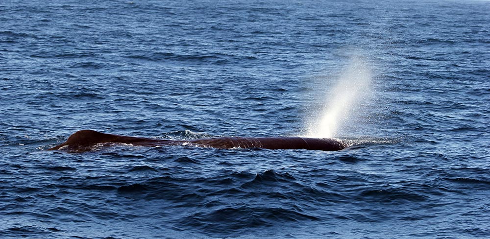 kaikoura-sperm-whale
