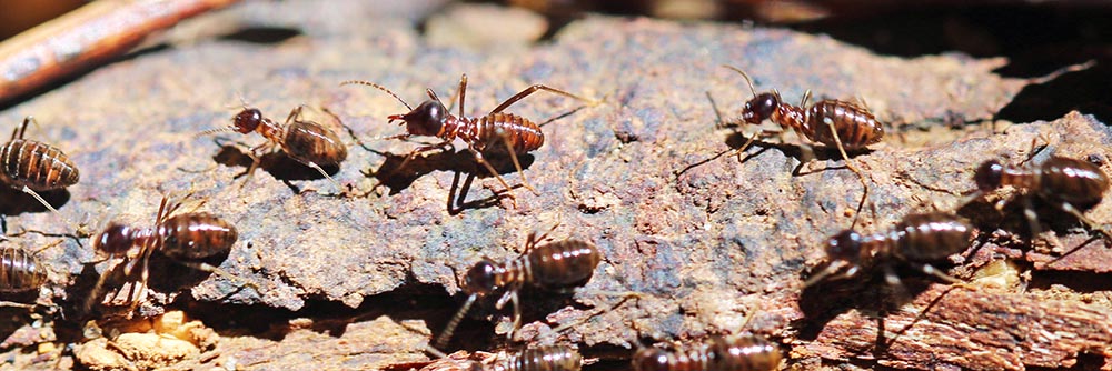 kelani-termites