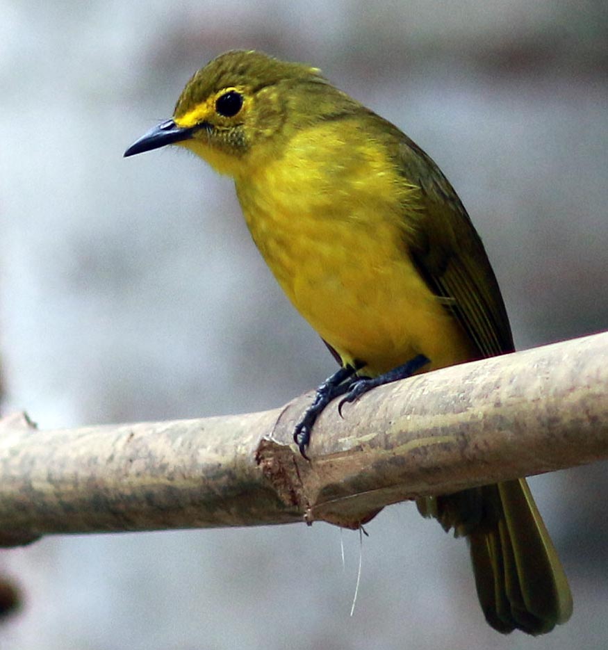 kelani-bird-yellow
