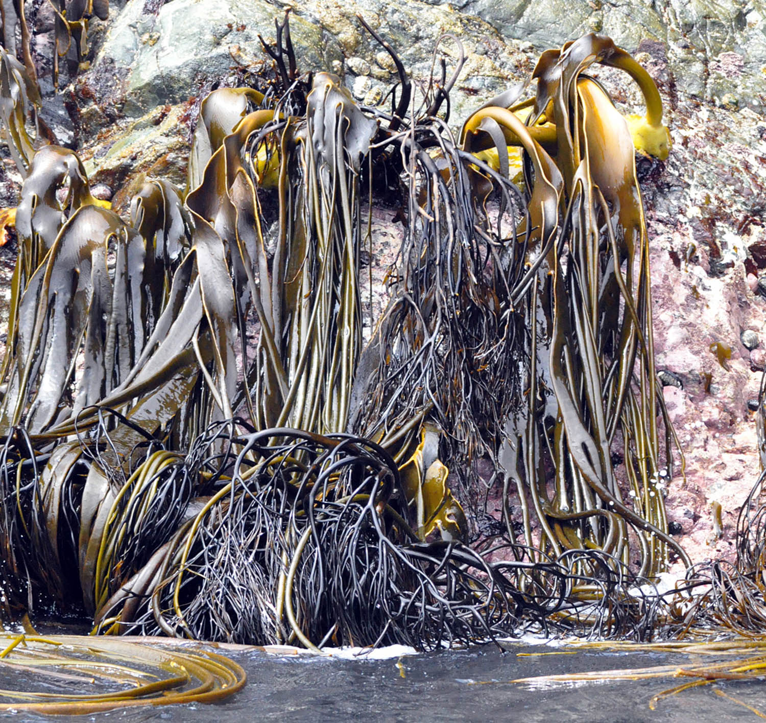 kelp-bull-NZ-chilean-fjord