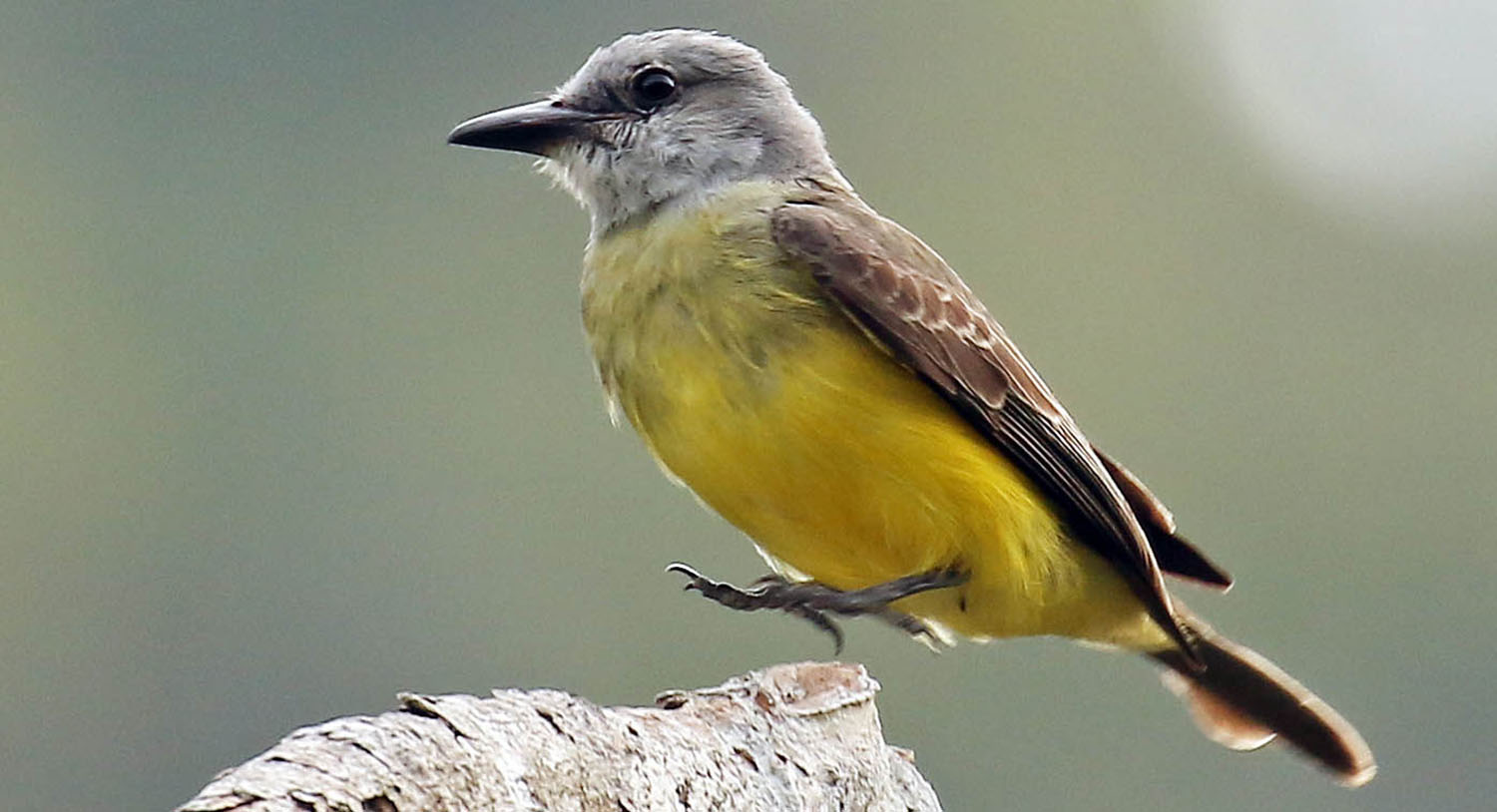 kingbird-tropical-manu-paradise-lodge