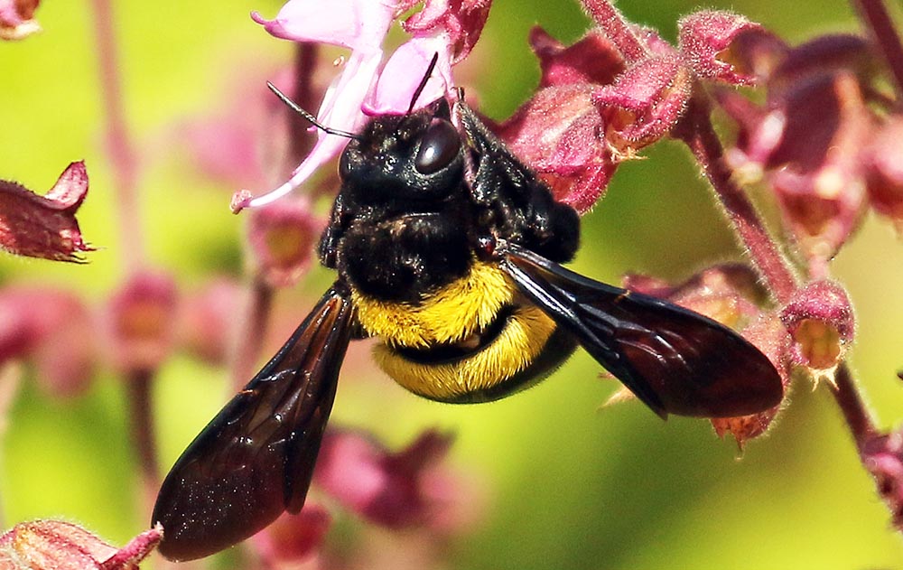 kirstenbosch-bee