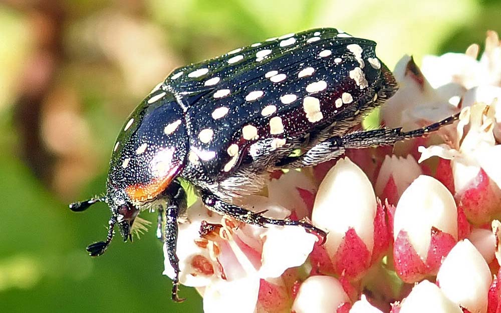 kistenbosch-beetle
