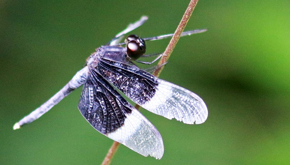 kithugala-dragonfly