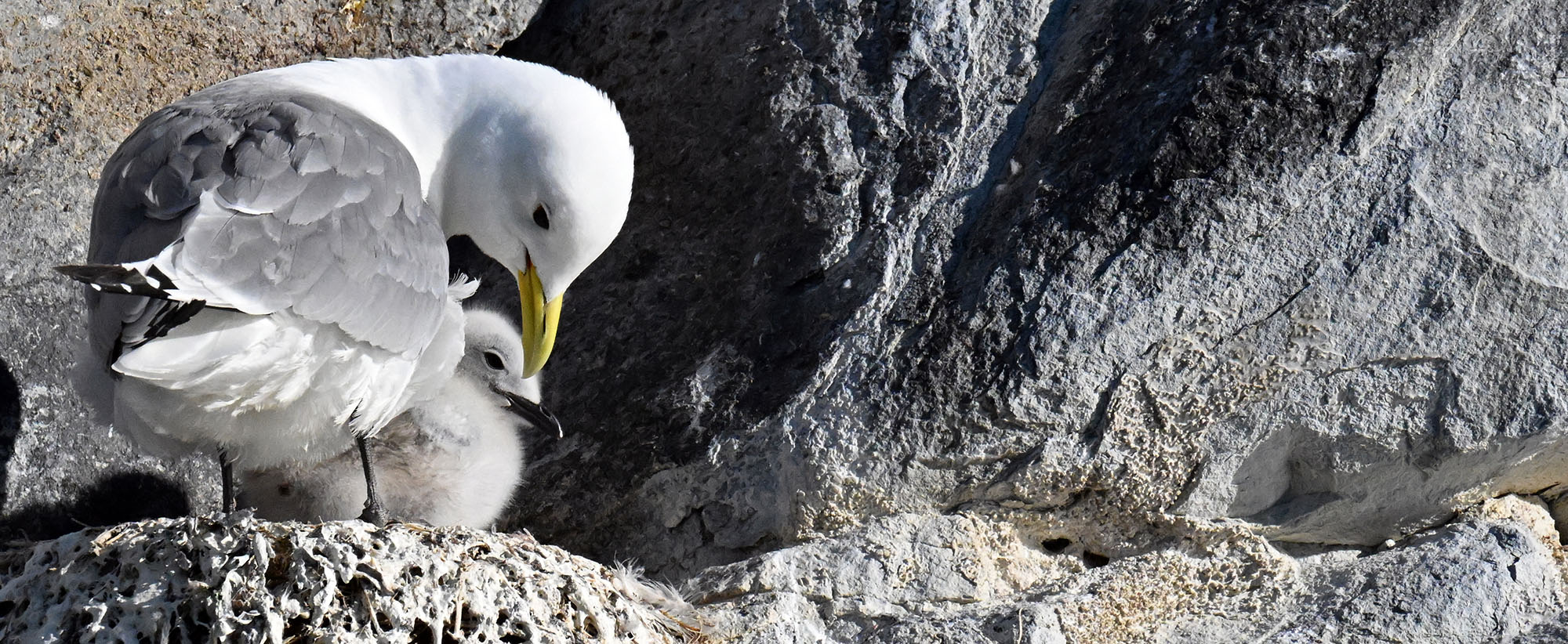 kittiwake-and-chick-2026-7-7-evighedsfjord-greenland-DSC_9799 kittiwake-and-chick-2026-7-7-evighedsfjord-greenland-DSC_9799